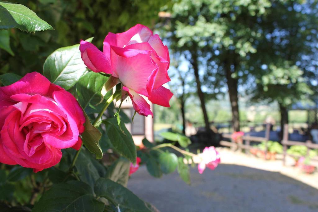 Agriturismo La Selva Сиена Экстерьер фото
